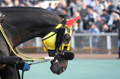 大井金杯