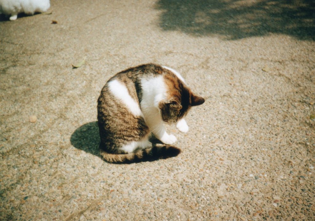 ねこ