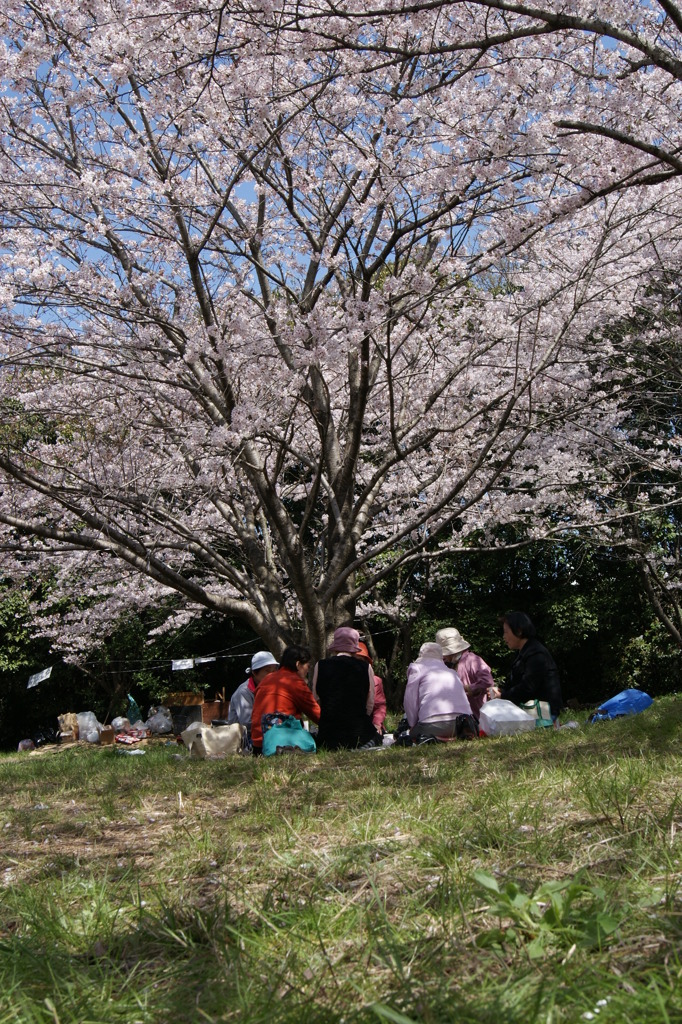 花見散歩04