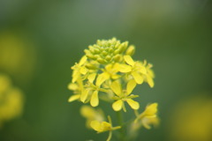 マクロごっこ・菜の花