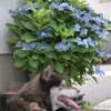 あじさいと犬