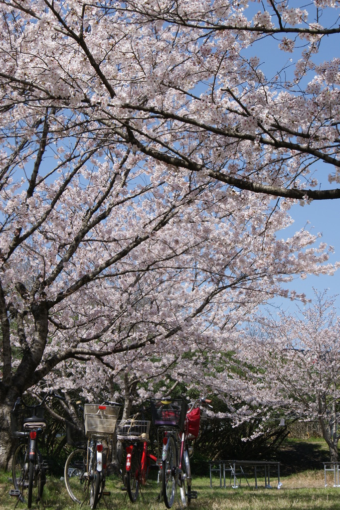 花見散歩05