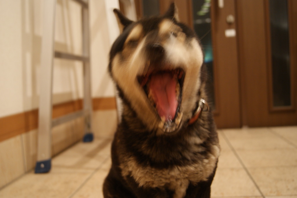 大あくび