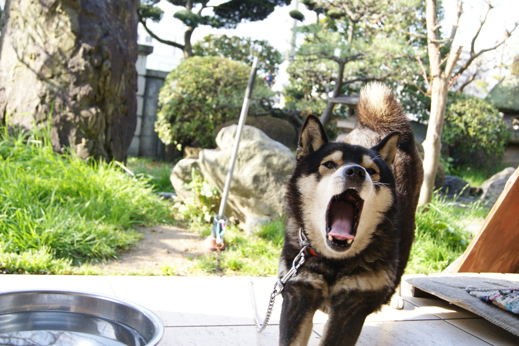 あ～～～～ぁ