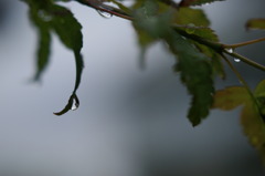 梅雨の露