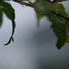 梅雨の露