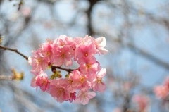 河津桜のリース
