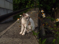 花と屋久島のネコ
