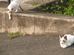 ネコっぽさ