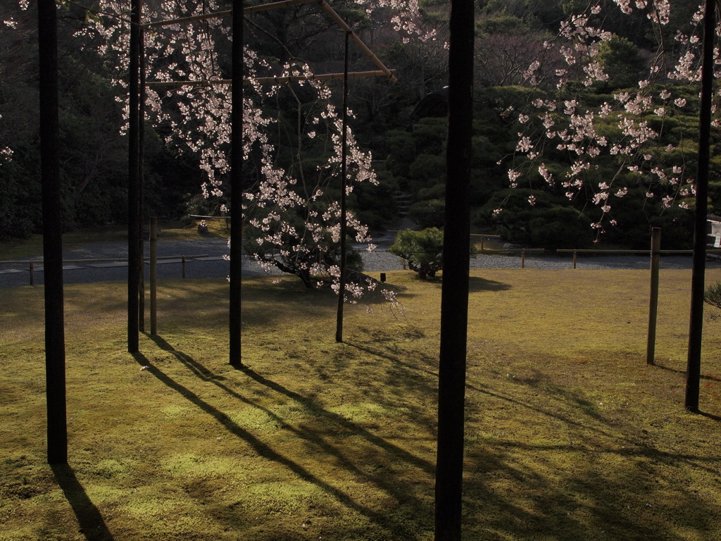 桜と影