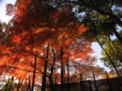 紅葉