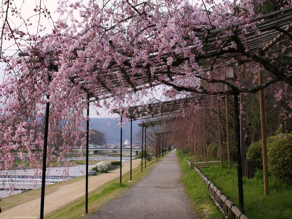 桜のトンネル♪