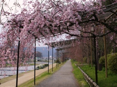 桜のトンネル♪