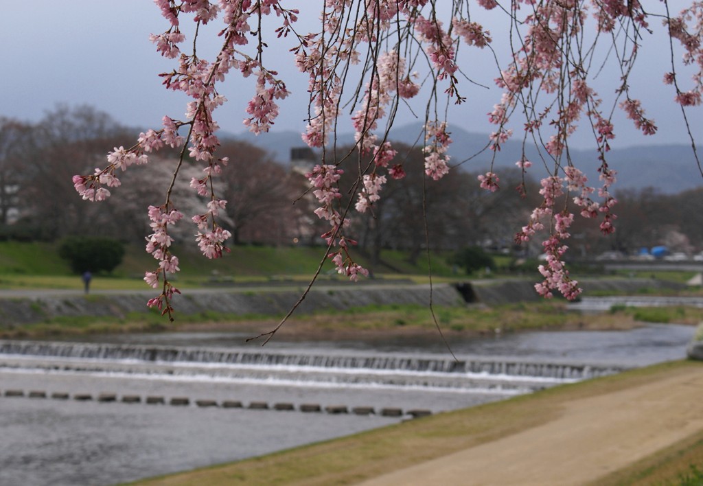 加茂川