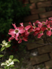 花水木