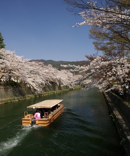 桜回廊