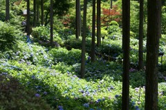 紫陽花