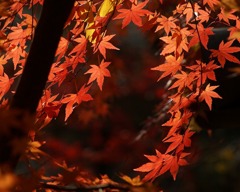 紅葉