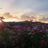 夕日を浴びて（８）