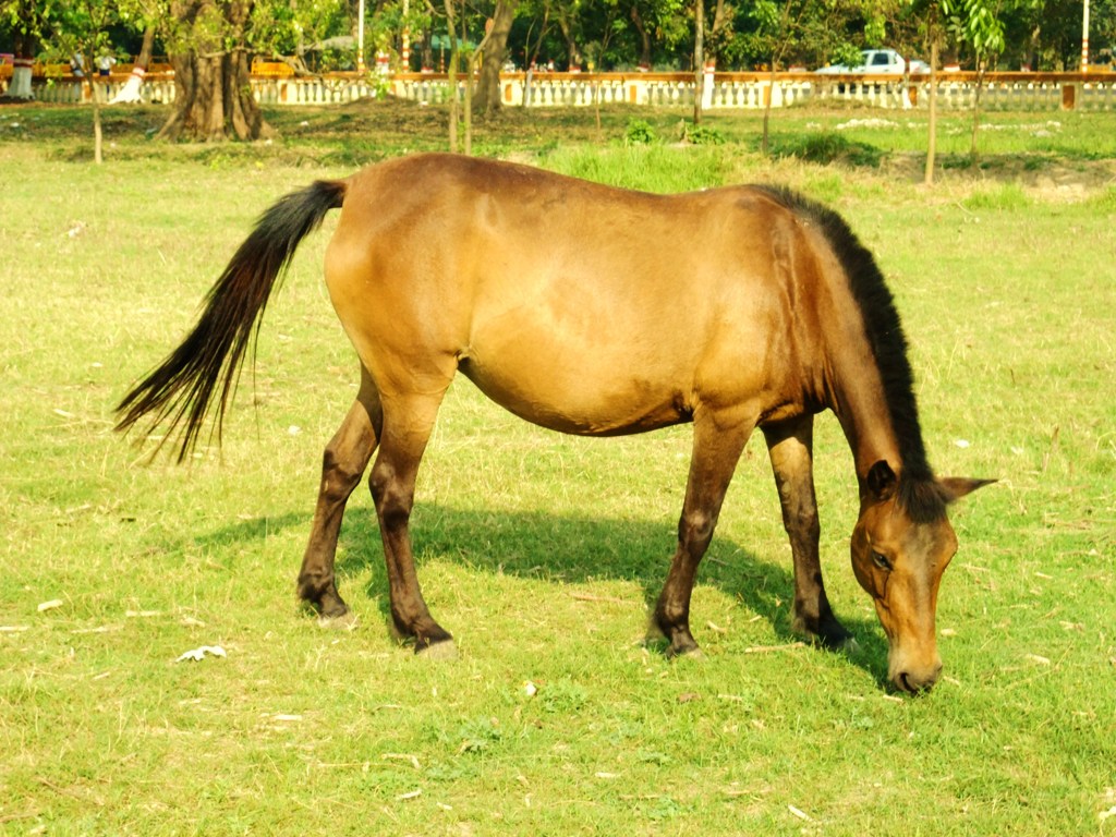 散歩中の馬