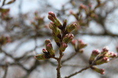 桜、蕾。