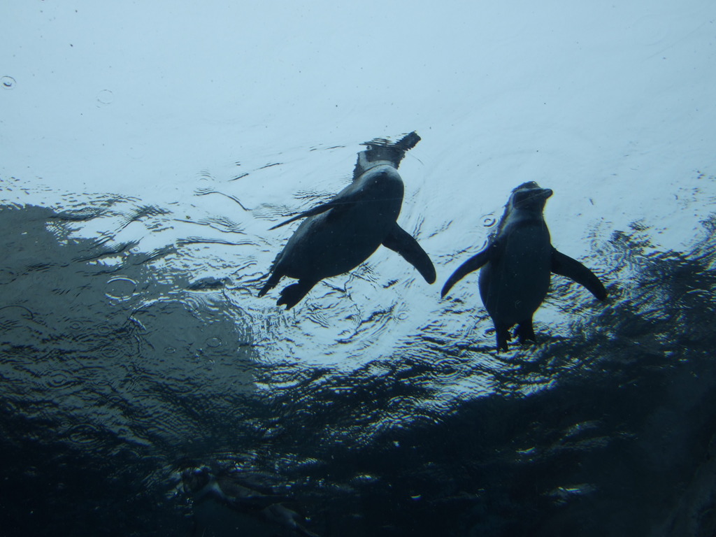 空飛ぶペンギン