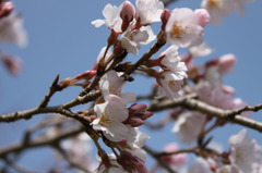 桜、開花。