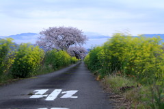 春風