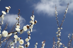 空と梅