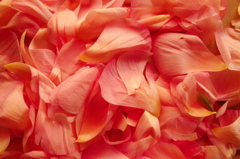 花弁