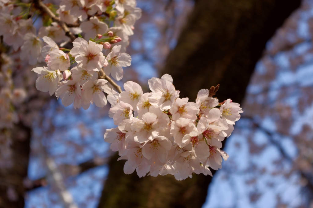 桜　その2
