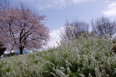 春の谷戸山公園