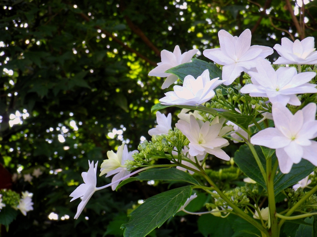 墨田の花火　その2