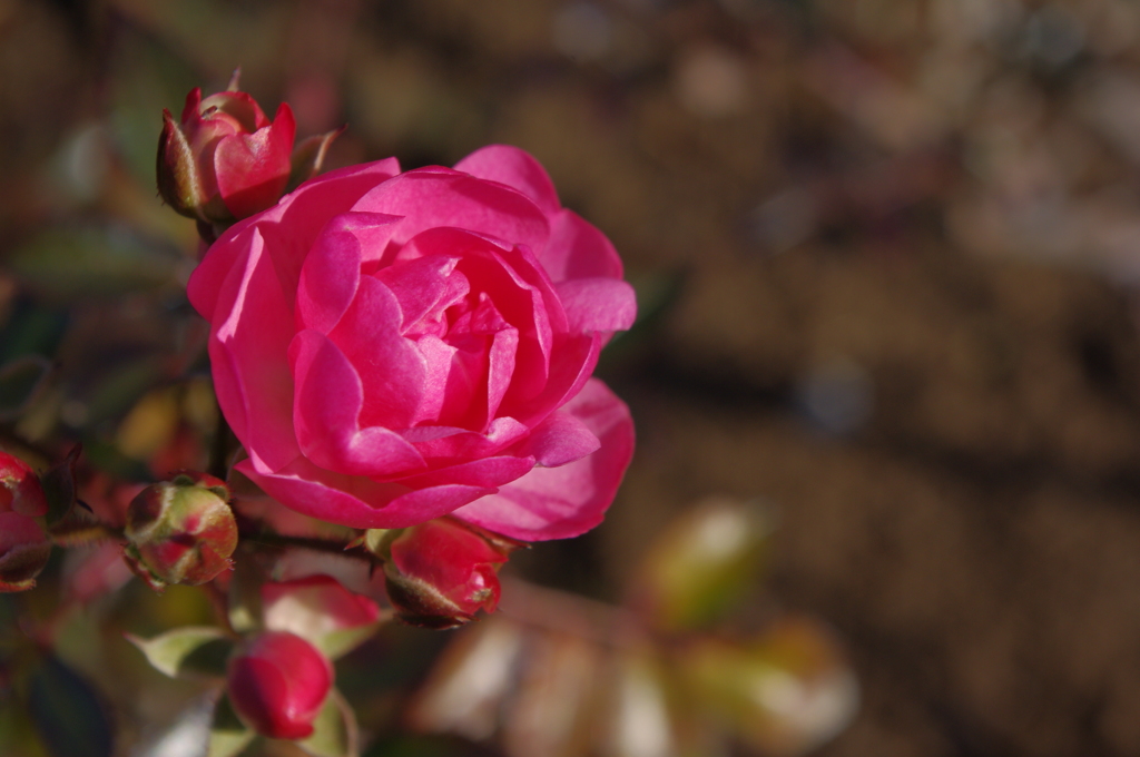 バラの花