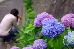 紫陽花を撮る人