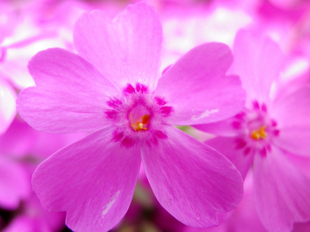 ピンクの芝桜　その2