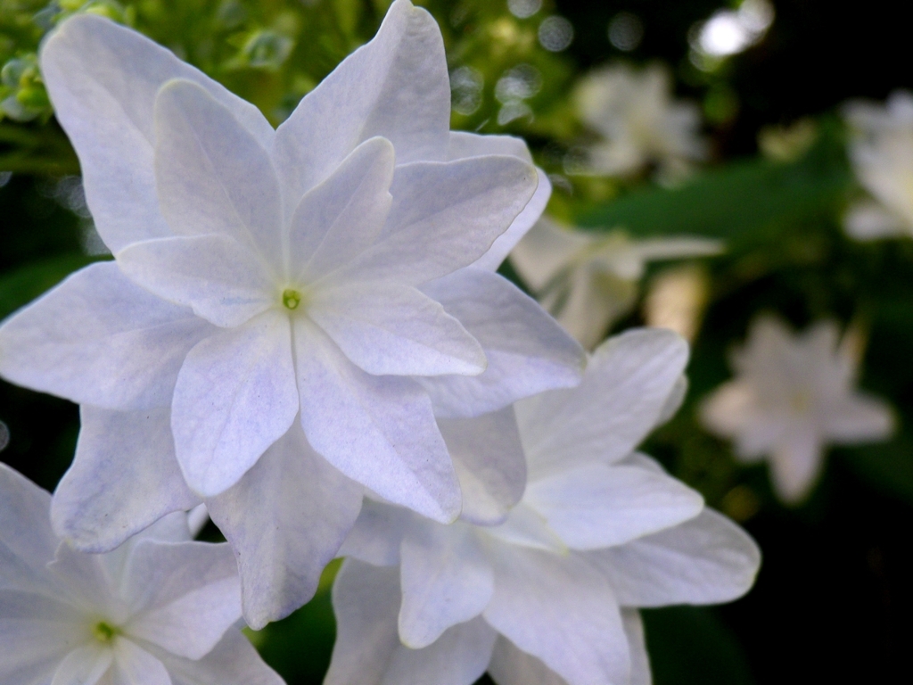 墨田の花火　その1