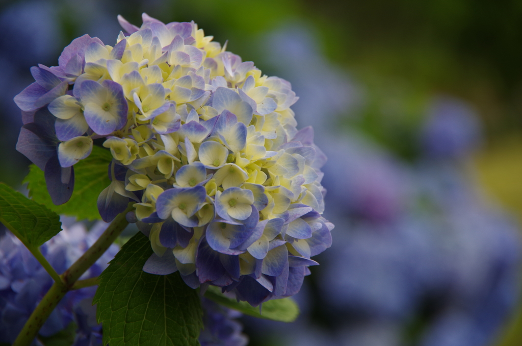 紫陽花