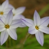 名もわからぬ花