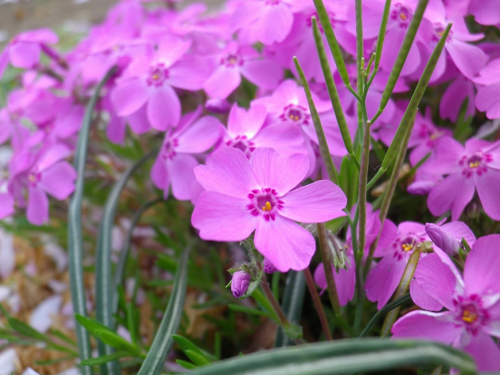 ピンク色の芝桜