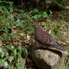 鳩