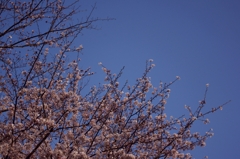 青空と桜　その1