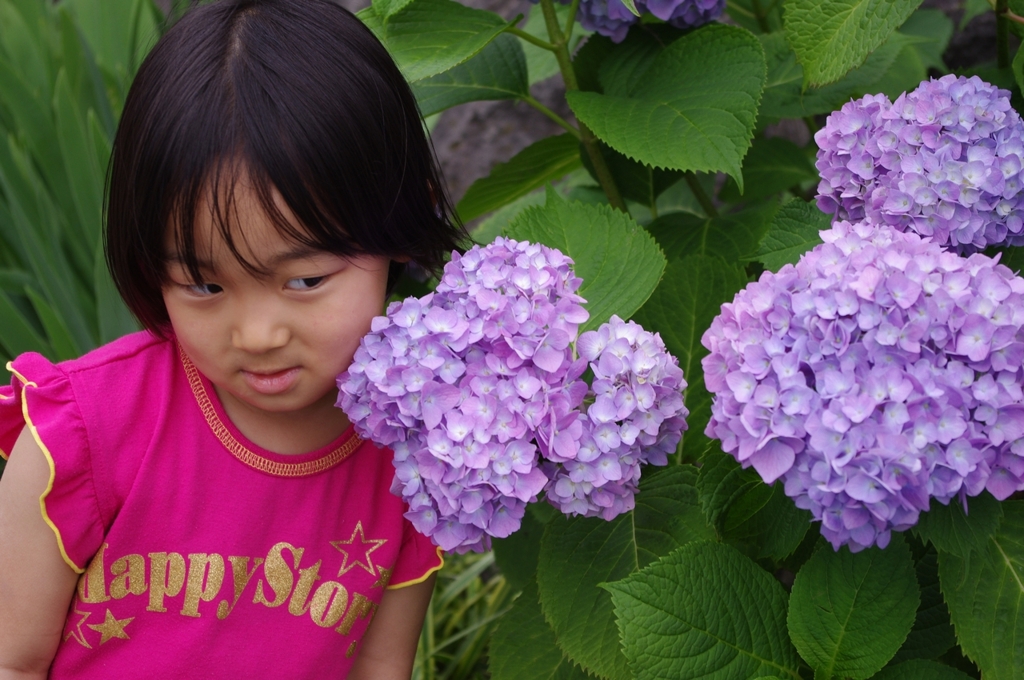 紫陽花のコサージュ