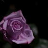 藤色のバラ