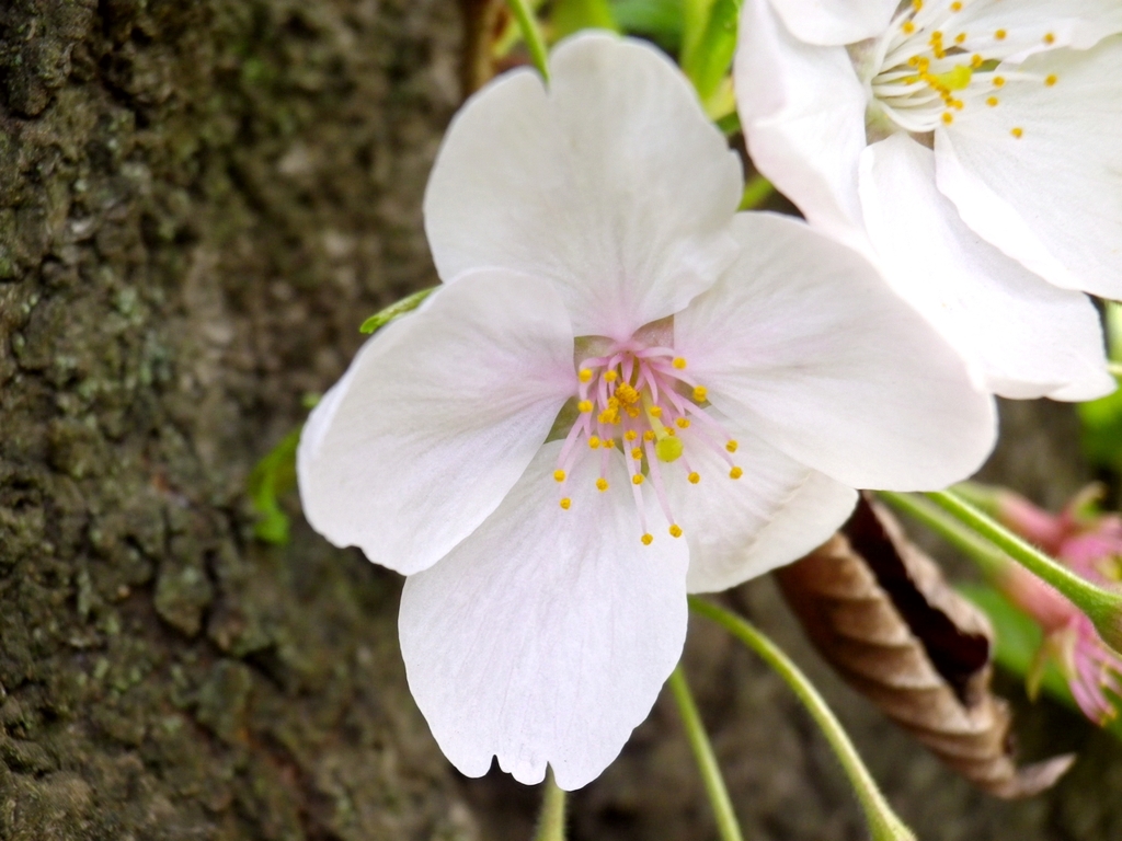 桜