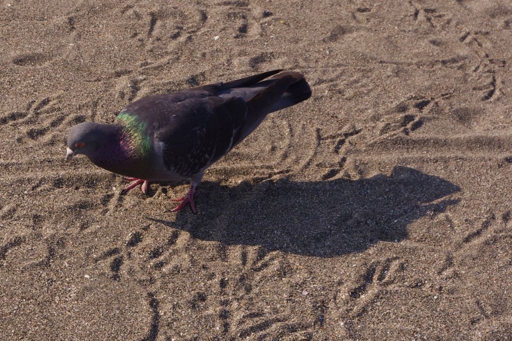 由比ガ浜の鳩