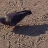 由比ガ浜の鳩