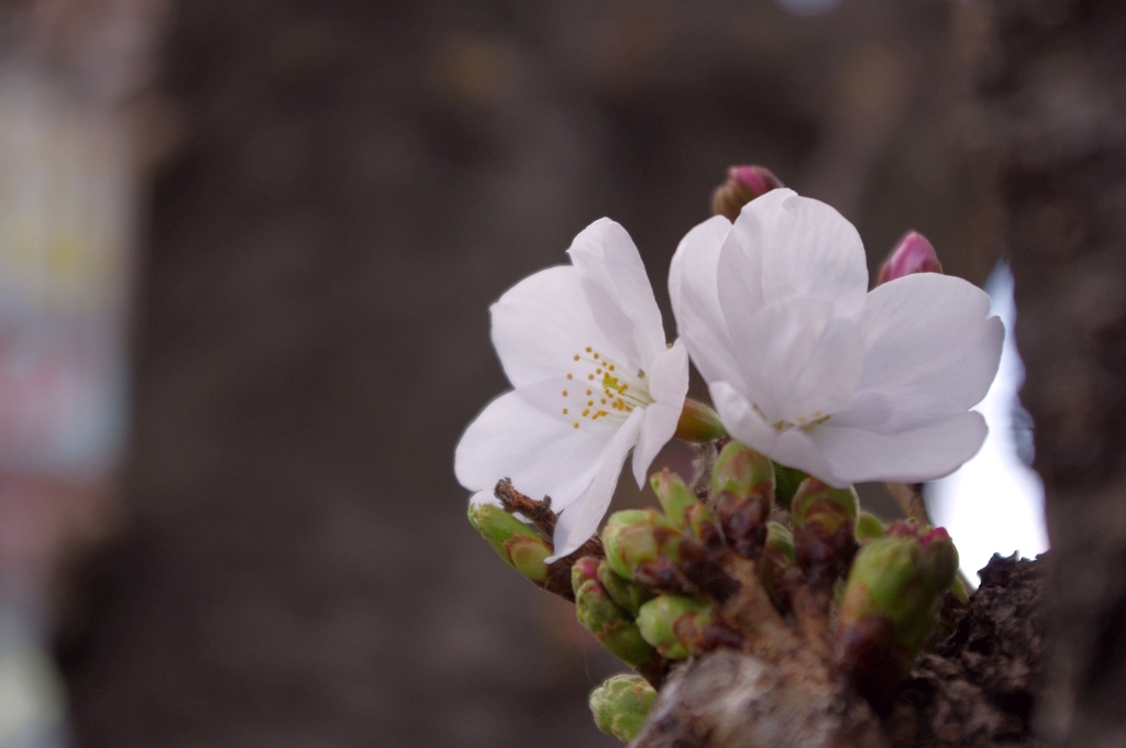 桜