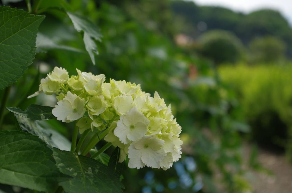 紫陽花
