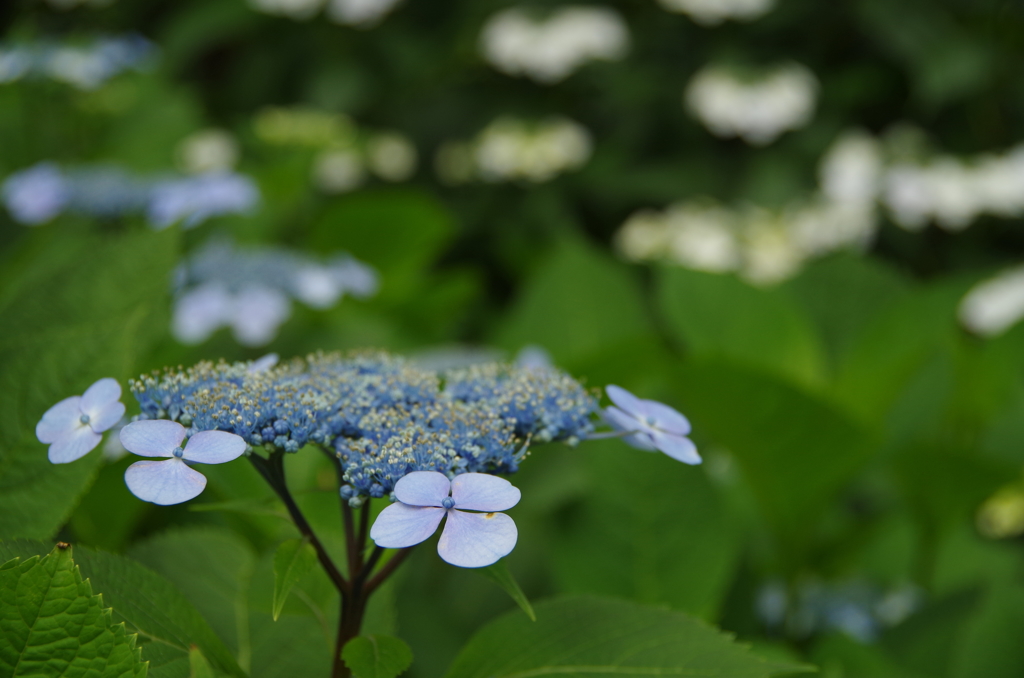 額紫陽花